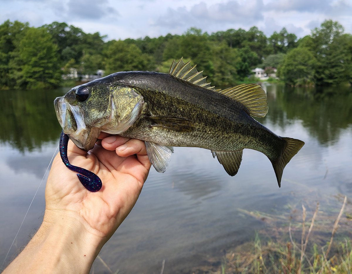 Southern Fried StoNerD tweet media