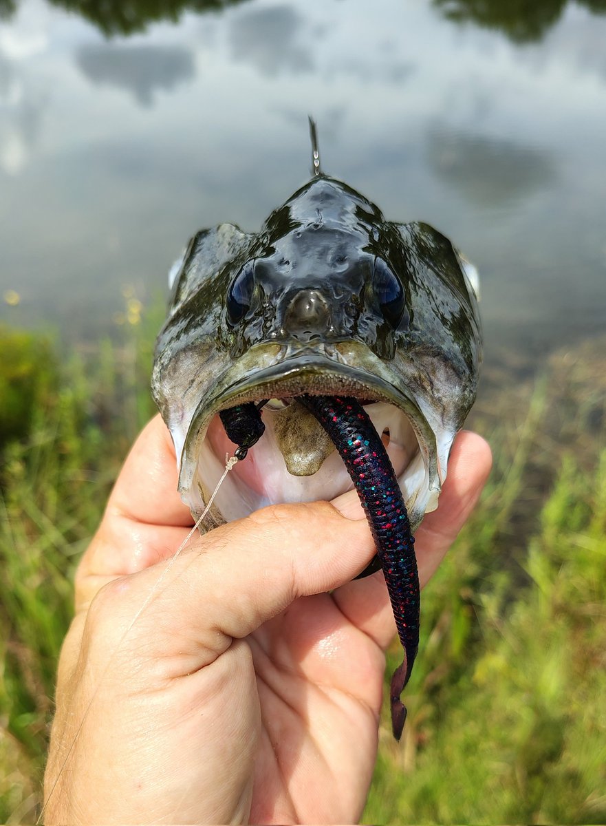 Southern Fried StoNerD tweet media