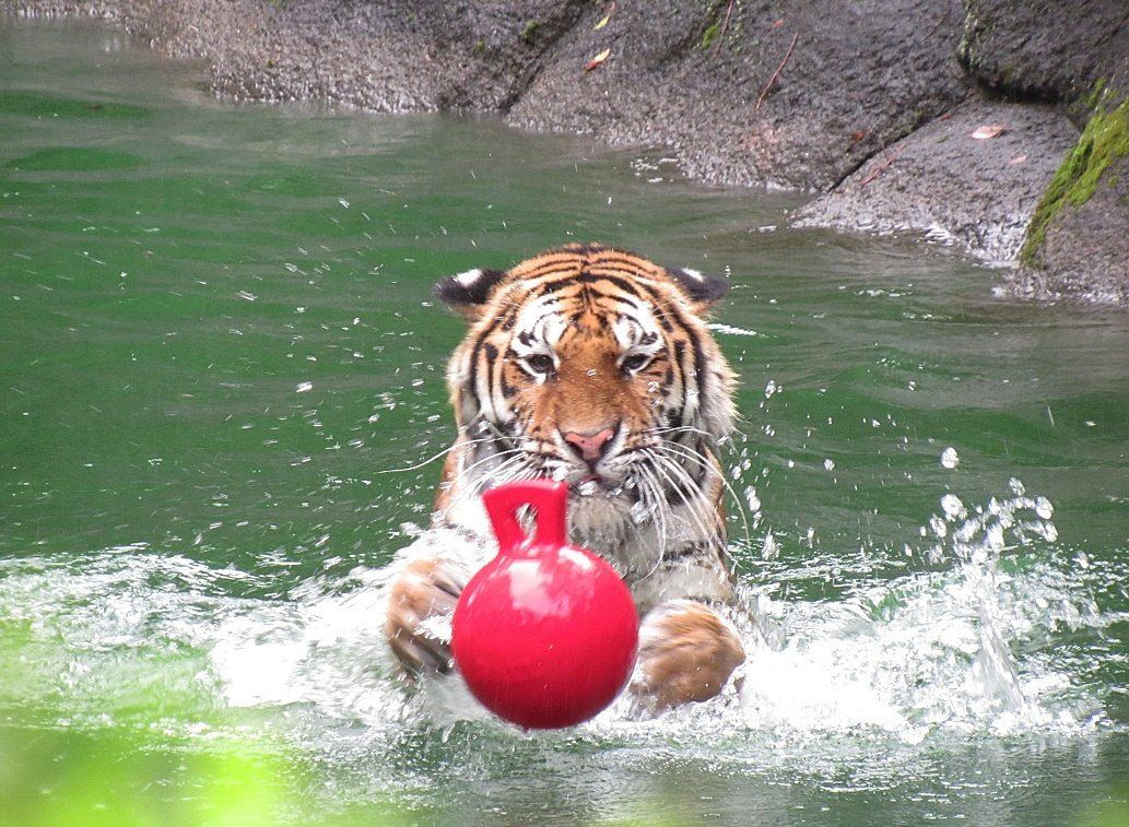 2025.08.11
サーシャ🐯

新しいおもちゃ🔴をもらったよ😊

#浜松市動物園 #アムールトラ