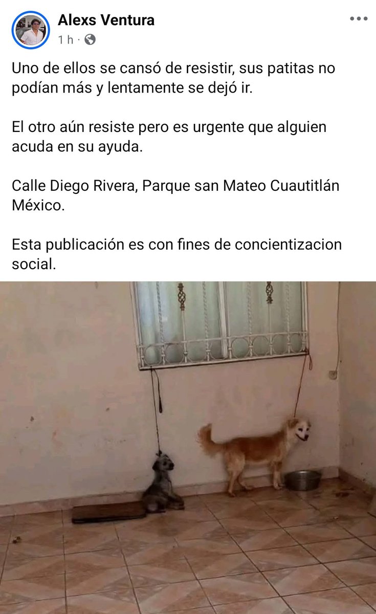 Abogado Animalista (@licanimalista) on Twitter photo Urge su intervención #NoticiaCriminal <a href="/Edomex/">Gobierno del Estado de México</a> <a href="/FiscaliaEdomex/">Fiscalía Edoméx</a> <a href="/propaem_sma/">PROPAEM</a> Uno de ellos se cansó de resistir se dejó ir.
El otro aún resiste pero es urgente que alguien acuda en su ayuda. Ubicación Calle Diego Rivera, Parque san Mateo Cuautitlán México. <a href="/delfinagomeza/">Delfina Gómez A.</a> Urge su intervención #NoticiaCriminal <a href="/Edomex/">Gobierno del Estado de México</a> <a href="/FiscaliaEdomex/">Fiscalía Edoméx</a> <a href="/propaem_sma/">PROPAEM</a> Uno de ellos se cansó de resistir se dejó ir.
El otro aún resiste pero es urgente que alguien acuda en su ayuda. Ubicación Calle Diego Rivera, Parque san Mateo Cuautitlán México. <a href="/delfinagomeza/">Delfina Gómez A.</a>