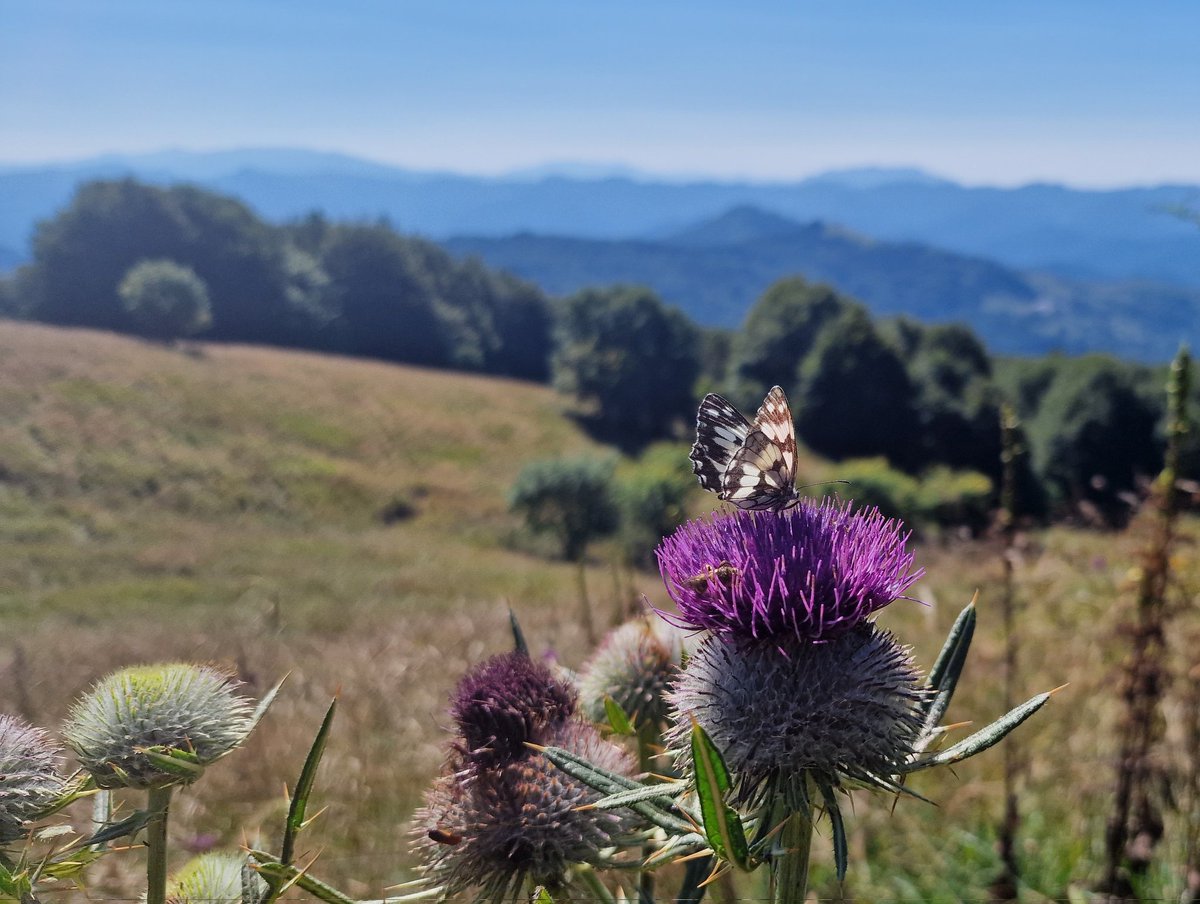 CasalinoManuela's tweet photo. Il mio 11 Agosto è @parcoantola https://t.co/RUQqkcokTK