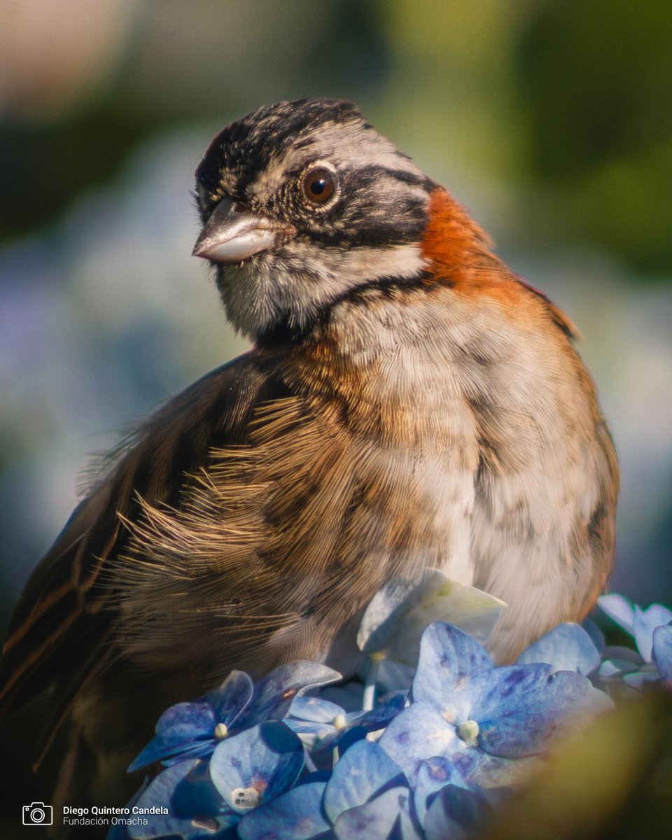 FundacionOmacha's tweet image. #EspecieDeLaSemana | El copetón (Zonotrichia capensis) se caracteriza por su distintivo copete o cresta en la cabeza.

¡Puede cambiar sus vocalizaciones dependiendo de la ubicación geográfica!

En Colombia habita en espacios abiertos, bordes de caminos y zonas urbanas.