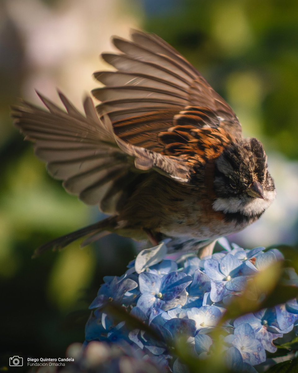 FundacionOmacha's tweet image. #EspecieDeLaSemana | El copetón (Zonotrichia capensis) se caracteriza por su distintivo copete o cresta en la cabeza.

¡Puede cambiar sus vocalizaciones dependiendo de la ubicación geográfica!

En Colombia habita en espacios abiertos, bordes de caminos y zonas urbanas.