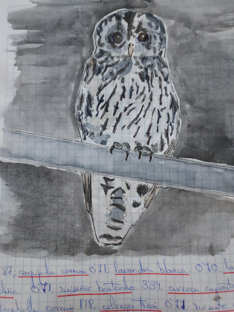 Fantástica lectura de estos días de agosto, regalo de mi hijo. Y de propina se está viniendo todas las noches a ulular un cárabo a un poste en casa. A ver si mañana preparo una caja-nido y la cuelgo en un espeso pistachero