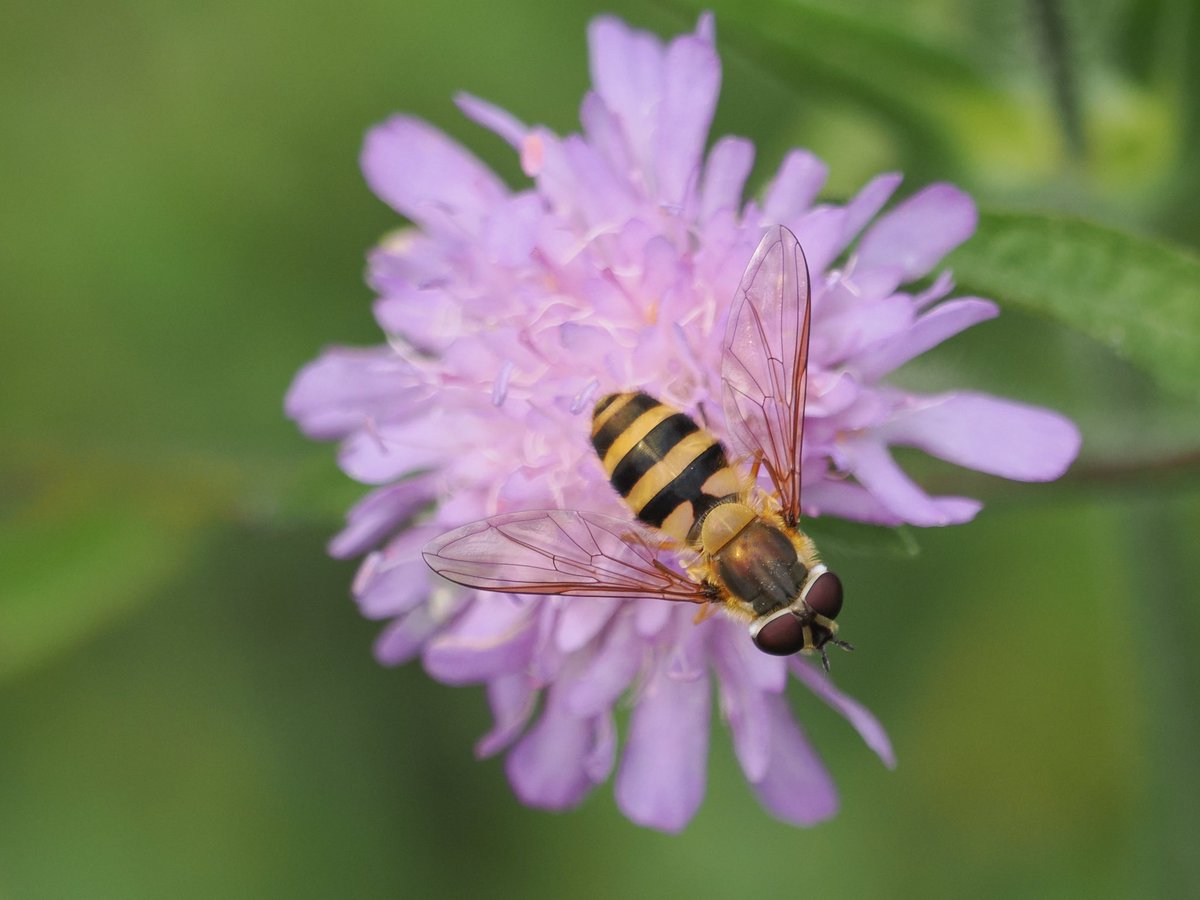 Hoverfly on Scabious.
#insects #flies #flowers