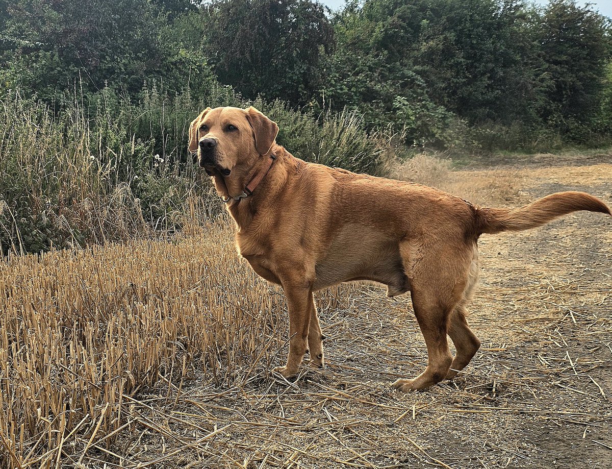 Teatime mooch. 
What's that over there, Dad 🥰 #Baileydaily