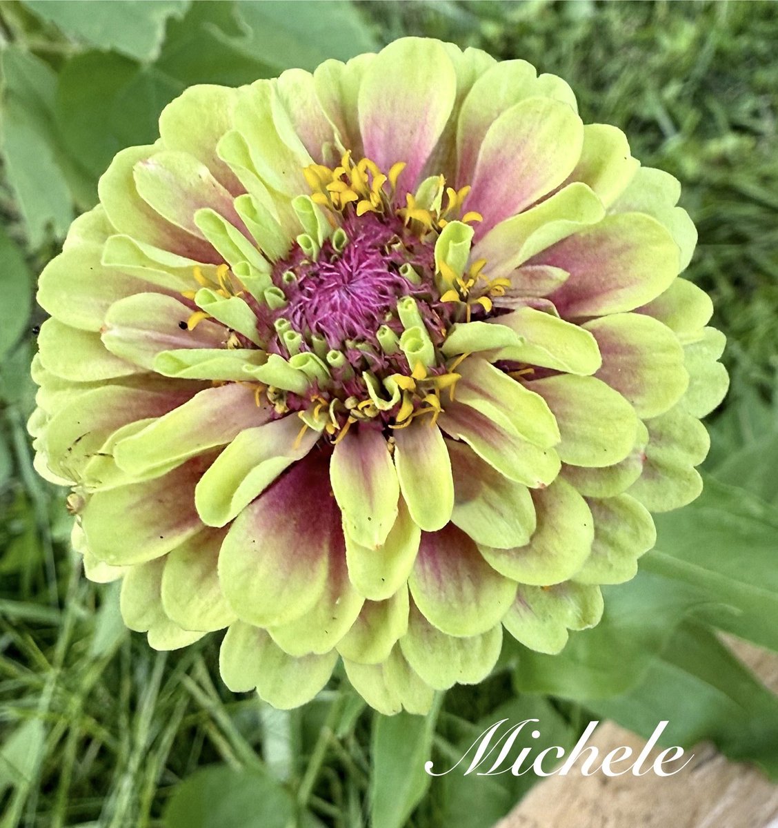 A sweet display of magenta on my Queenie Lime #Zinnia for #MagentaMonday 🤗Wishing u a great day! 🍋‍🟩🩷💚😎 #flowers #GardeningX #garden #mygarden #flower #gardening #lime #GardeningTwitter #flowerphotography #NatureBeauty #FlowersOnX #flowersonmonday