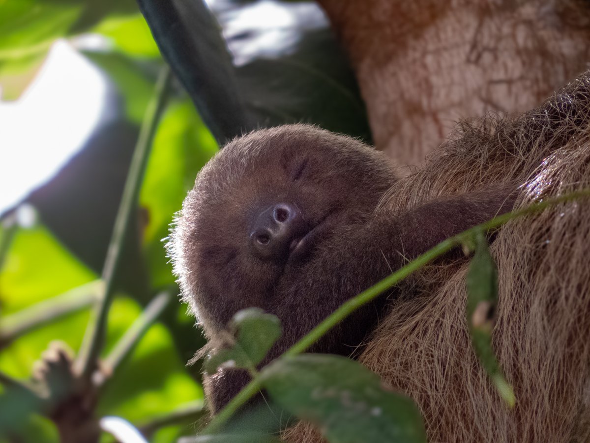 El bebé perezoso que habita en los jardines del Biomuseo cumple 1 mes 🦥🌳
Especie: Perezoso de dos dedos (Choloepus hoffmanni)
Fotos por: Jeremy Martínez 📷