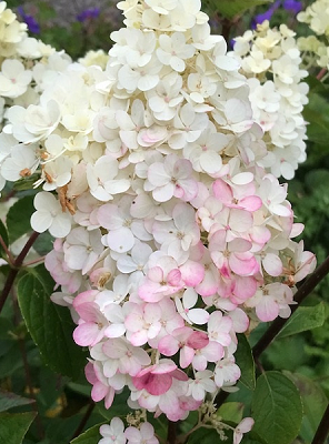 Garden cheer
Hydrangea with a blush of pink.
“The glory of gardening: hands in the dirt, head in the sun, heart with nature. To nurture a garden is to feed not just on the body, but the soul.” Alfred Austin