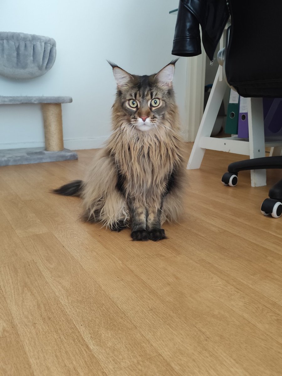 persidegalles's tweet photo. @mugiwachat Urkan, 2 ans et demi ! https://t.co/sDtqY0SZ4Z