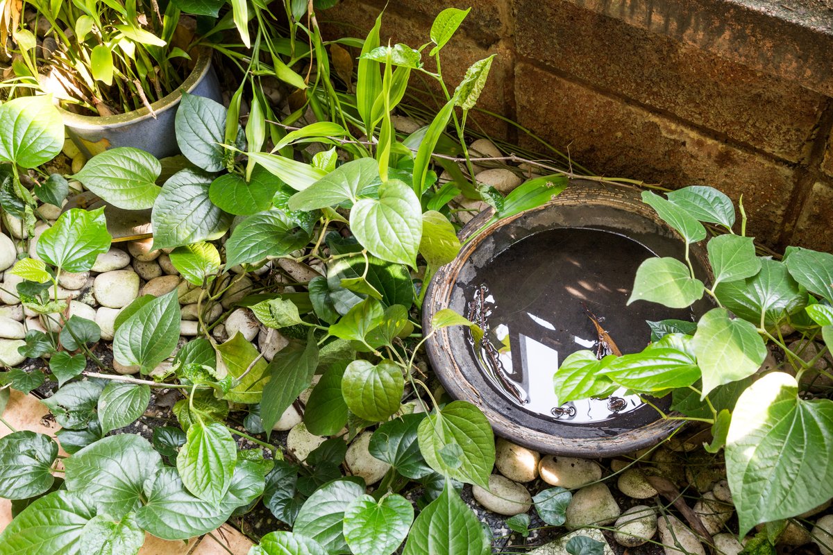 Here’s your friendly reminder to remove standing water from your property.

Why?

Mosquitoes only need a little bit of water to lay eggs that will hatch within 24 to 48 hours🦟

For more tips: toronto.ca/west-nile-virus 

#WestNileVirus