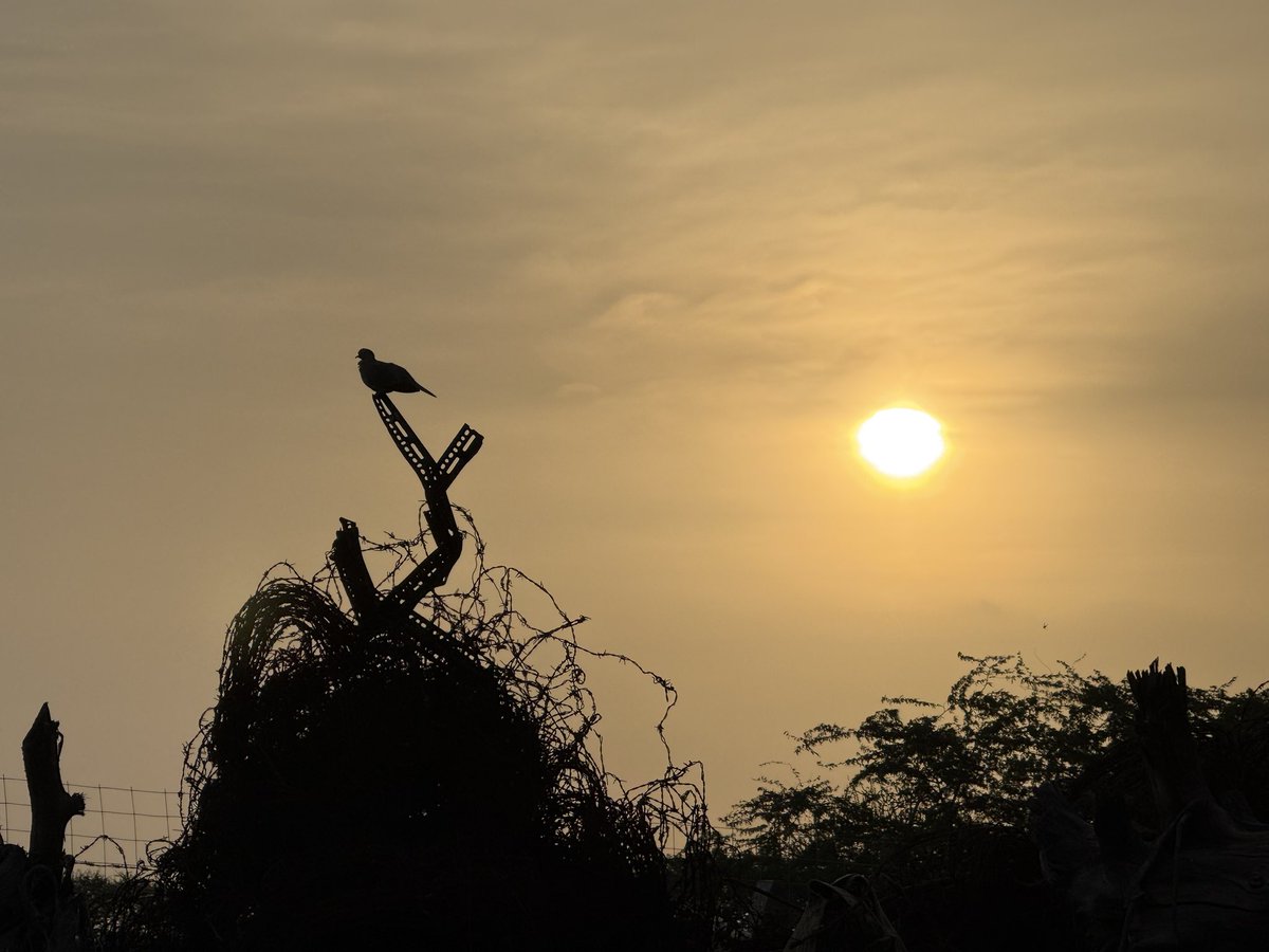 Savi_IFS's tweet photo. #Forest department saved this prime land in middle of city from encroachment.
Men fought for decades & put in sweat.
Now #GreenLungs in middle of city.
#Barmer #Nature #Birding #wildlife #Work https://t.co/BYbVYVD3Z1