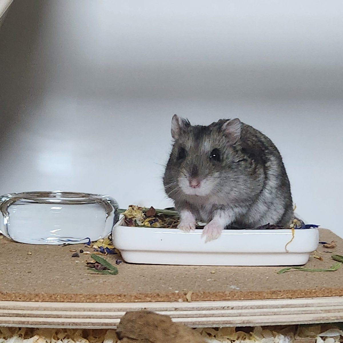 킹짜장 후계자 모시고 싶은데 수험생활이 반년 안에 안 끝날 듯 ☠️🤦
이름만 잔뜩 만들어둠
범벅
춘장
카레
양파
등등