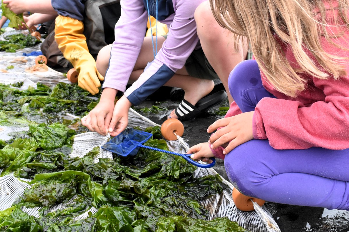 Educators from <a href="/OlympicCoast/">NOAA's Olympic Coast National Marine Sanctuary</a> and Feiro Marine Life Center just finished our annual Jr. Oceanographer summer camps. Kids met marine scientists, surveyed local marine species, and discovered how they can all become ocean heroes!
