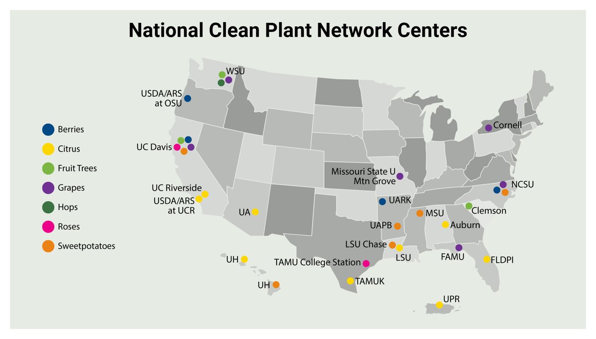 PlantDiseaseJ's tweet photo. Feature Article alert! 🚨 Maher Al Rwahnih et al. review the role of clean plant centers in quarantine and certification programs and explore how high-throughput sequencing was evaluated to replace biological assays for screening source material. @nov1873 https://t.co/wQekk3oerk https://t.co/hM0owuojoR