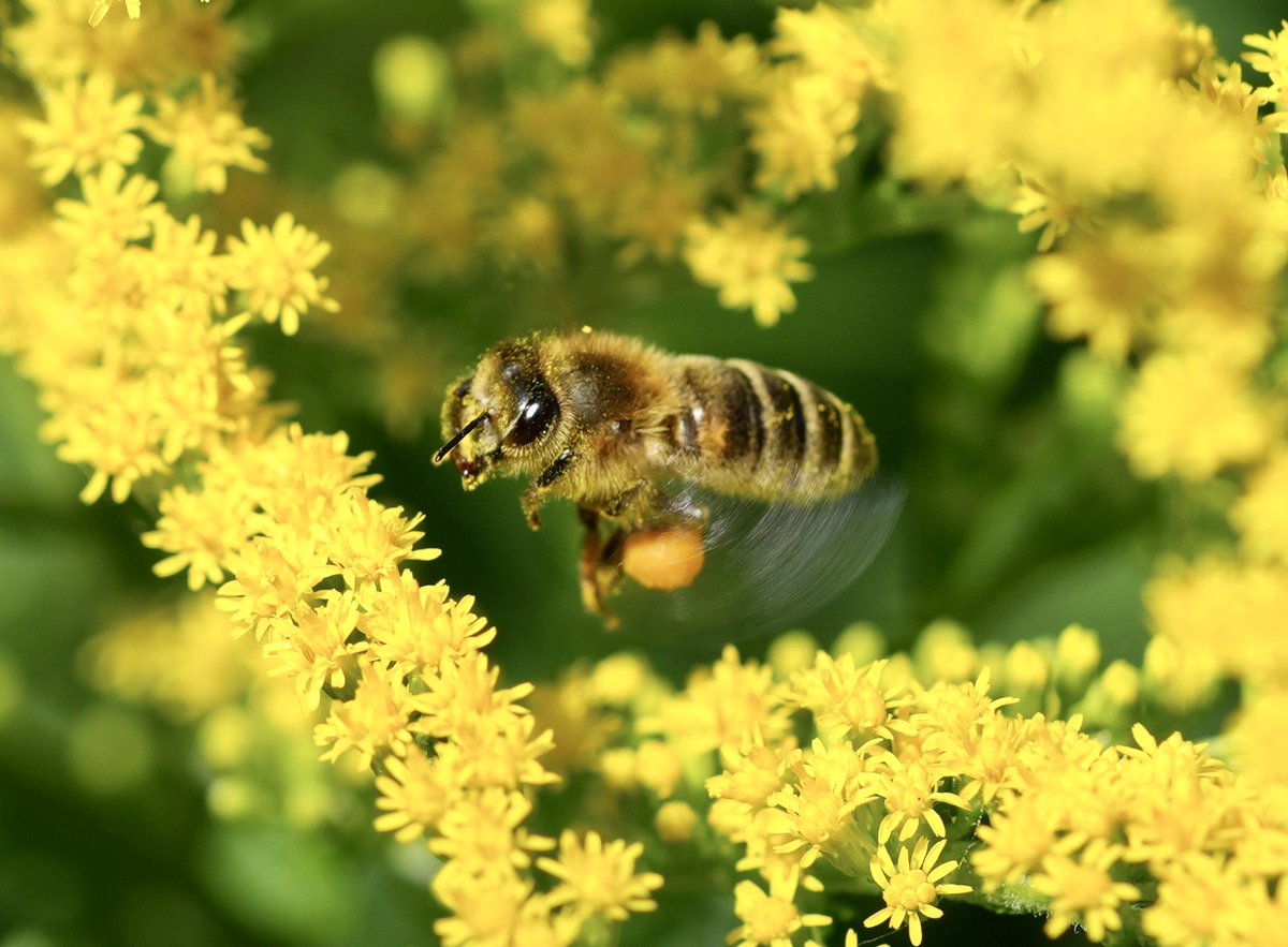 A beautiful 🐝 suspended on the way to dinner tonight 💛 Look how fast those wings are beating.
Hope that everyone is enjoying Monday 
😉
To share with my #pathology friends 💛
