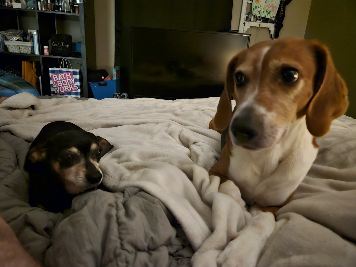pertplays's tweet photo. @bbjessTTV Da wittle guys! https://t.co/s30bJETJdf