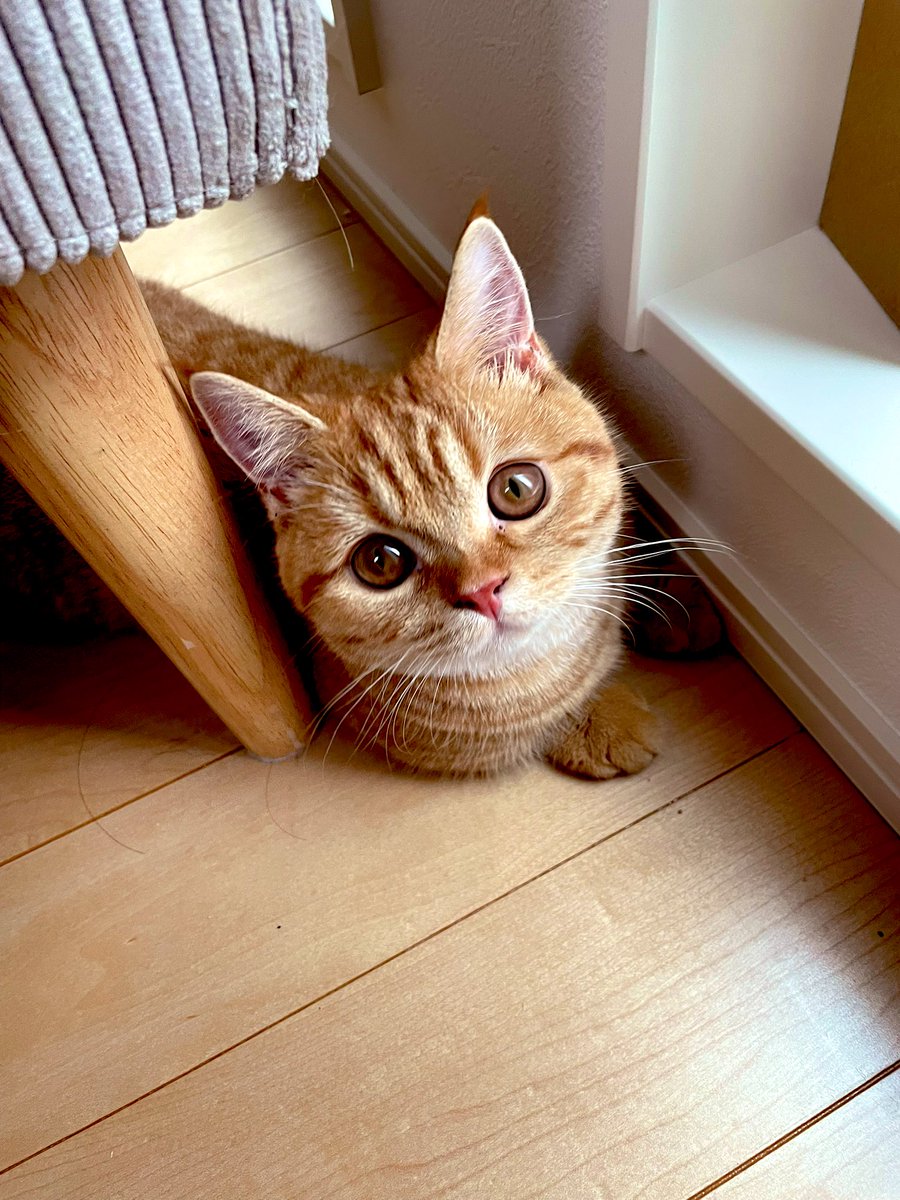 mana_955's tweet photo. おうち警備隊・団子支部

#猫好きさんと繋がりたい https://t.co/o6rkgUsQFm
