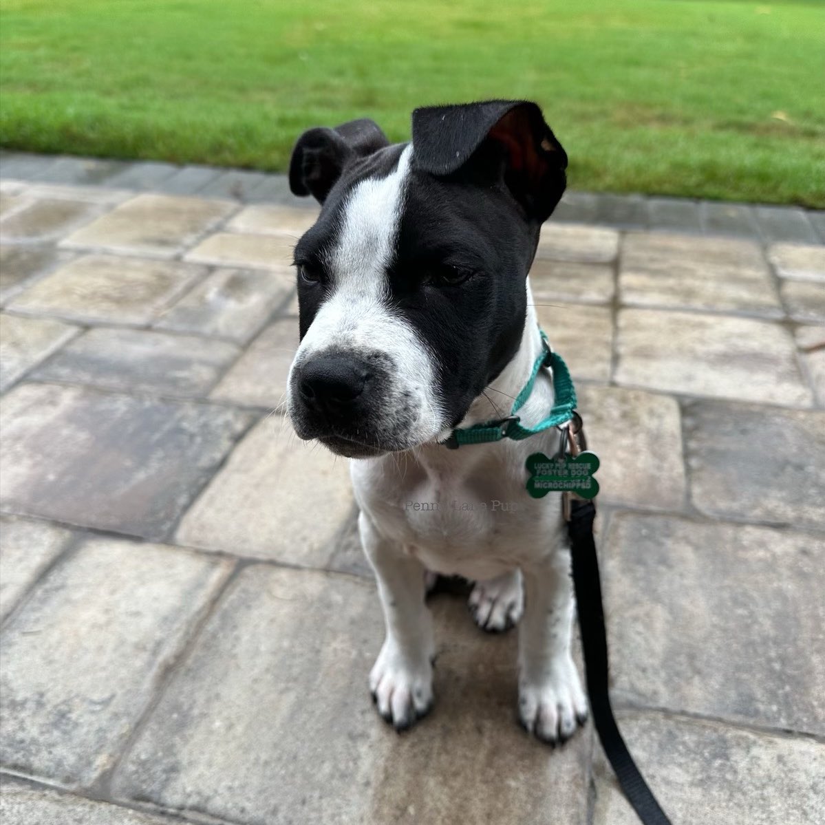 Penny_Lane_Pup's tweet photo. Danny Kay strongly disapproves of da rain… again… 🌧️🌧️🌧️🌧️
Danny Kay is 12 weeks old and is available to adopt thru Lucky Pup Rescue SC (Greenville area). He is doing well with his crate training and he wuvs dogs, people, and cats!
#dannykay #fosterpup https://t.co/0aOFkJVapU