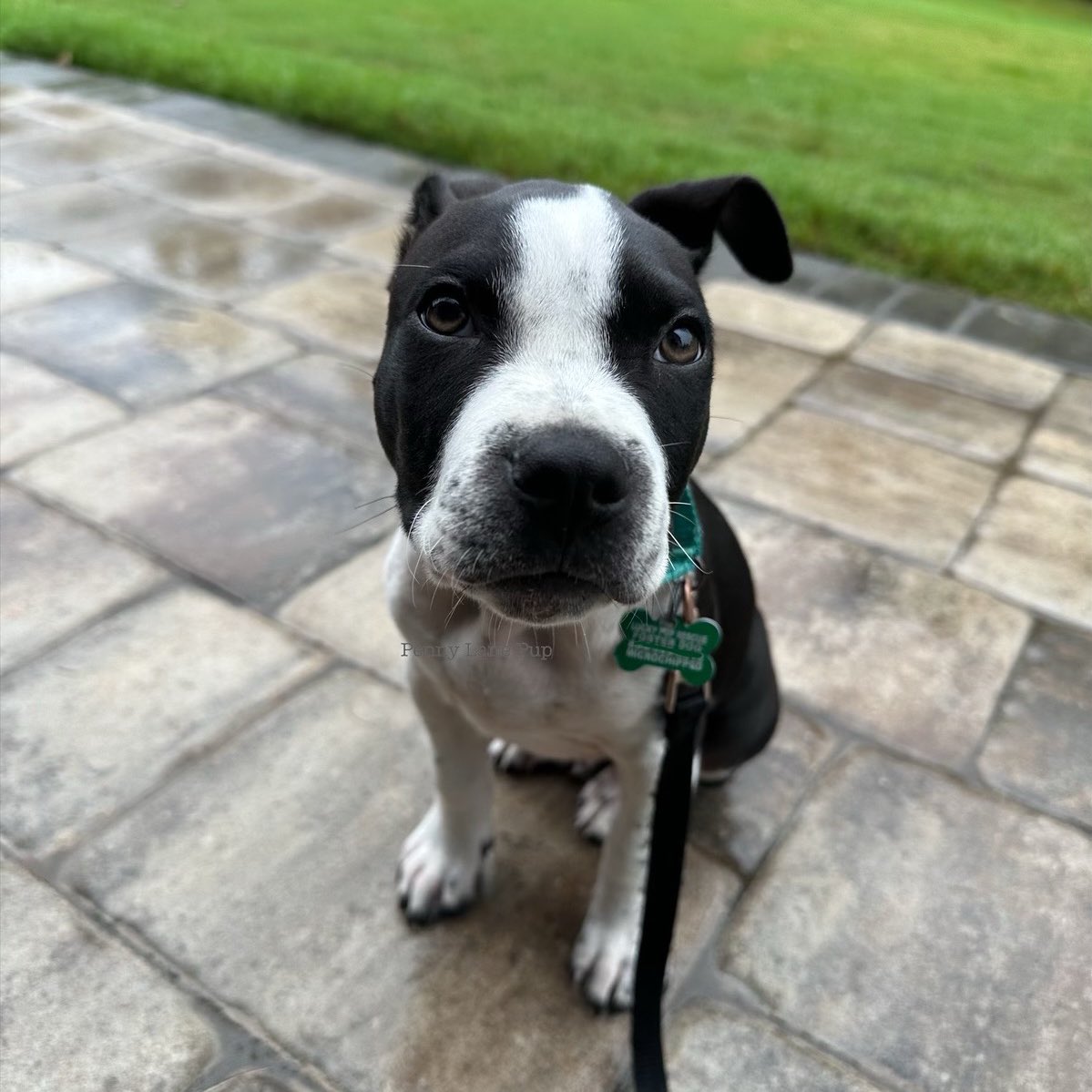 Penny_Lane_Pup's tweet photo. Danny Kay strongly disapproves of da rain… again… 🌧️🌧️🌧️🌧️
Danny Kay is 12 weeks old and is available to adopt thru Lucky Pup Rescue SC (Greenville area). He is doing well with his crate training and he wuvs dogs, people, and cats!
#dannykay #fosterpup https://t.co/0aOFkJVapU