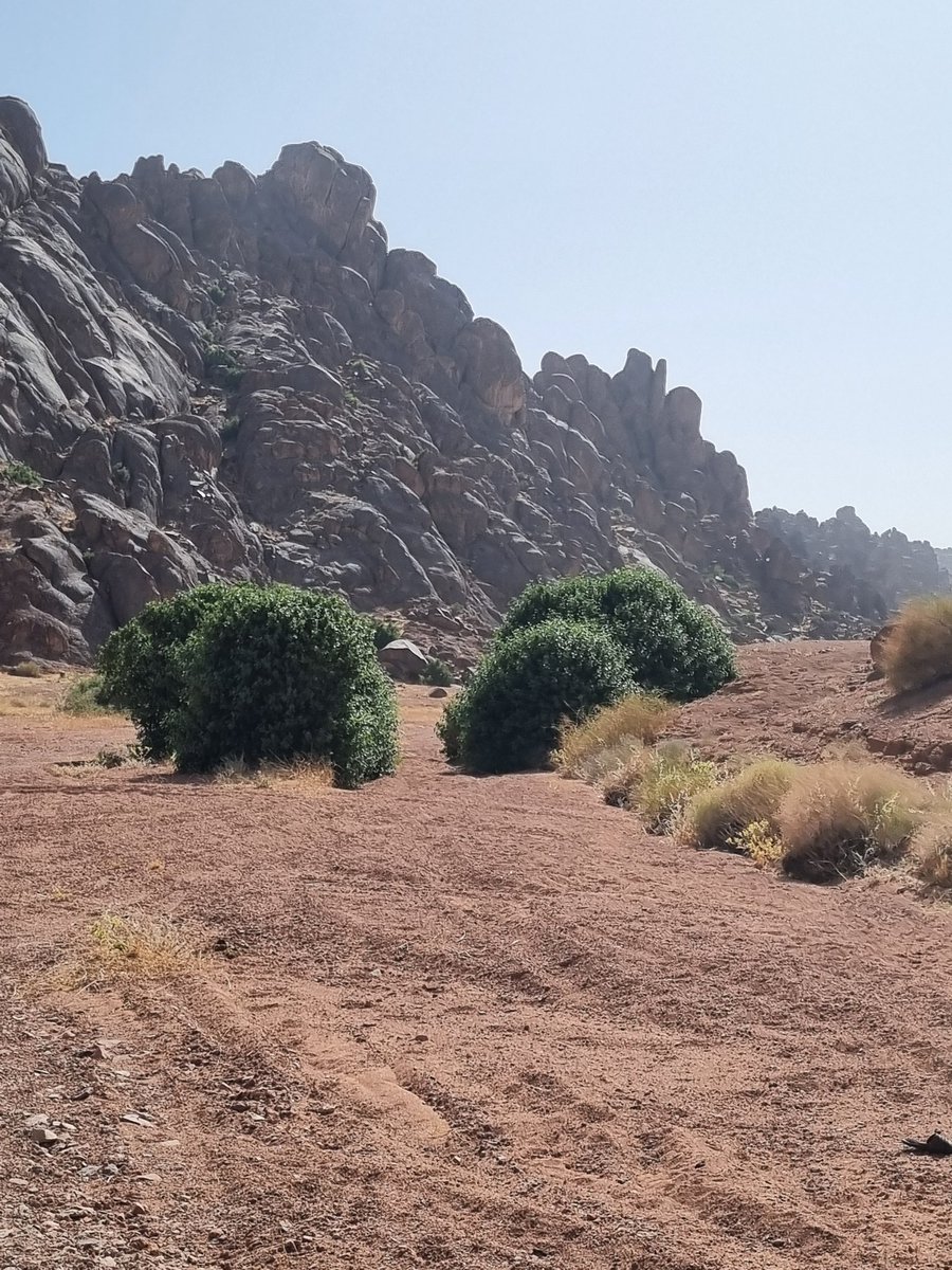 أشجار التين البري في جبال أجاء في منطقة حائل
الاسم العلمي /Ficus palmata
 #تصويري