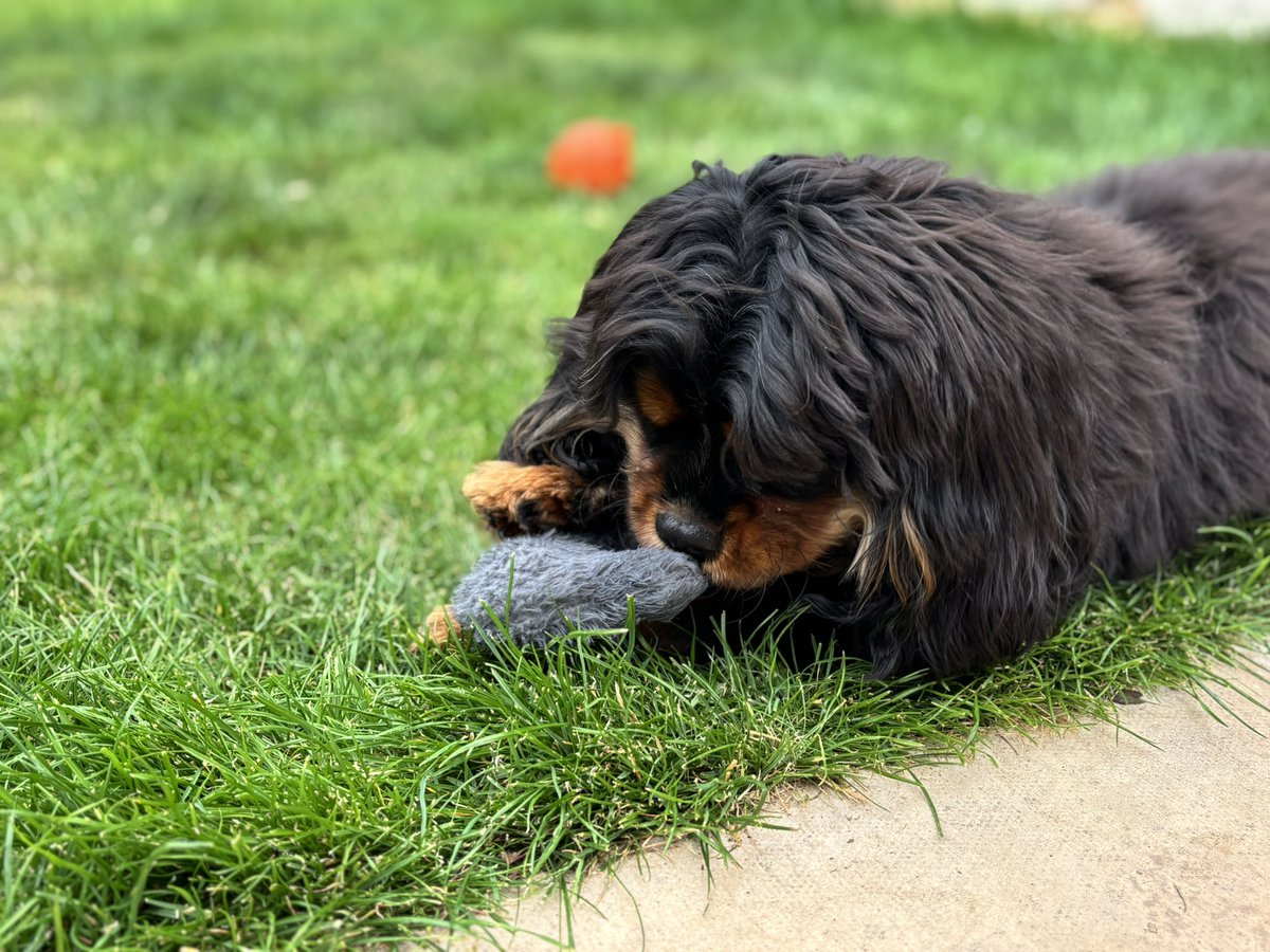 Price27P's tweet photo. Evenin pals 👋I’m avin a little bit of quiet time with Mr BunnyHead in the garden, doin a bit of #finkin & watchin the flappy fings flyin over 😃❤️@NicPrice22 https://t.co/KdQ98B6qfl