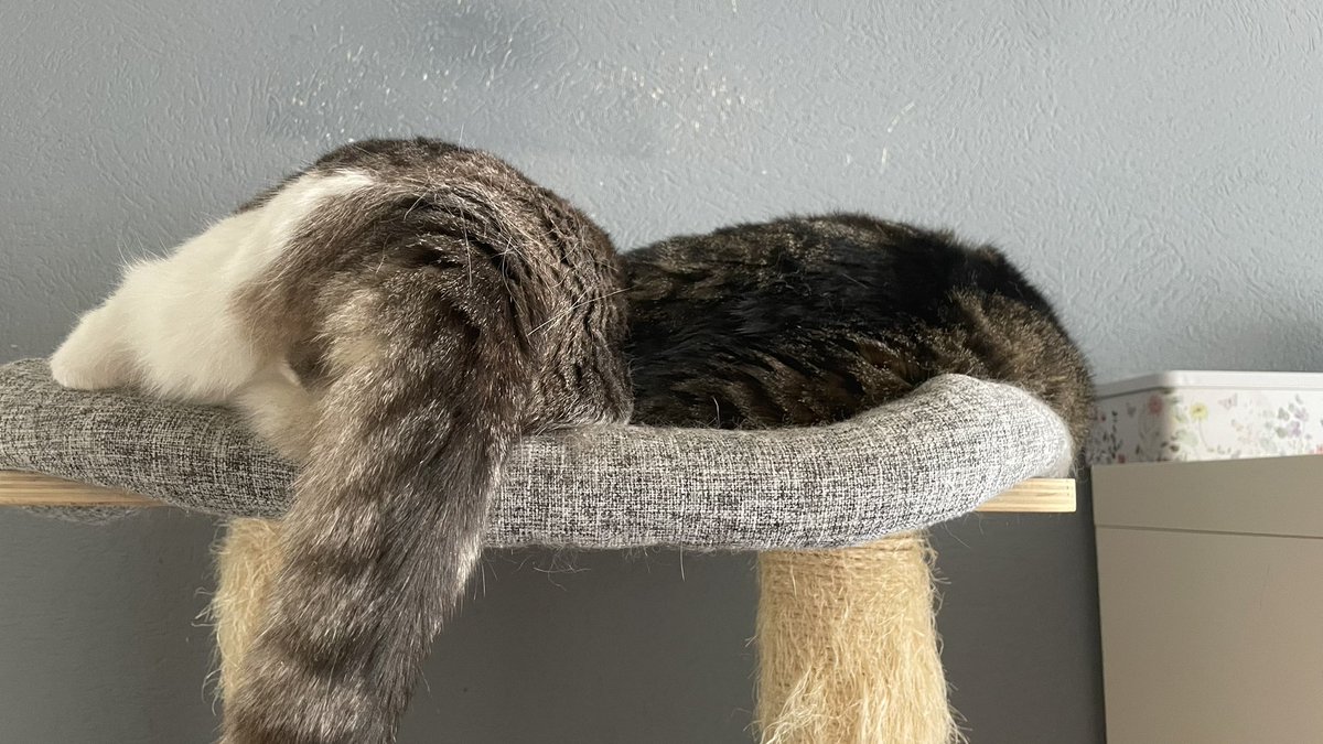 🥰 #kattedingetjes #katten