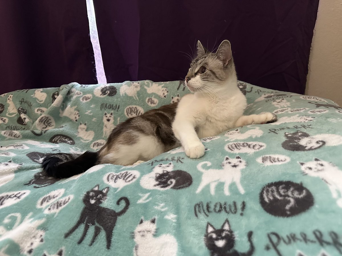 🚀RocketCatRescue🐈 tweet media