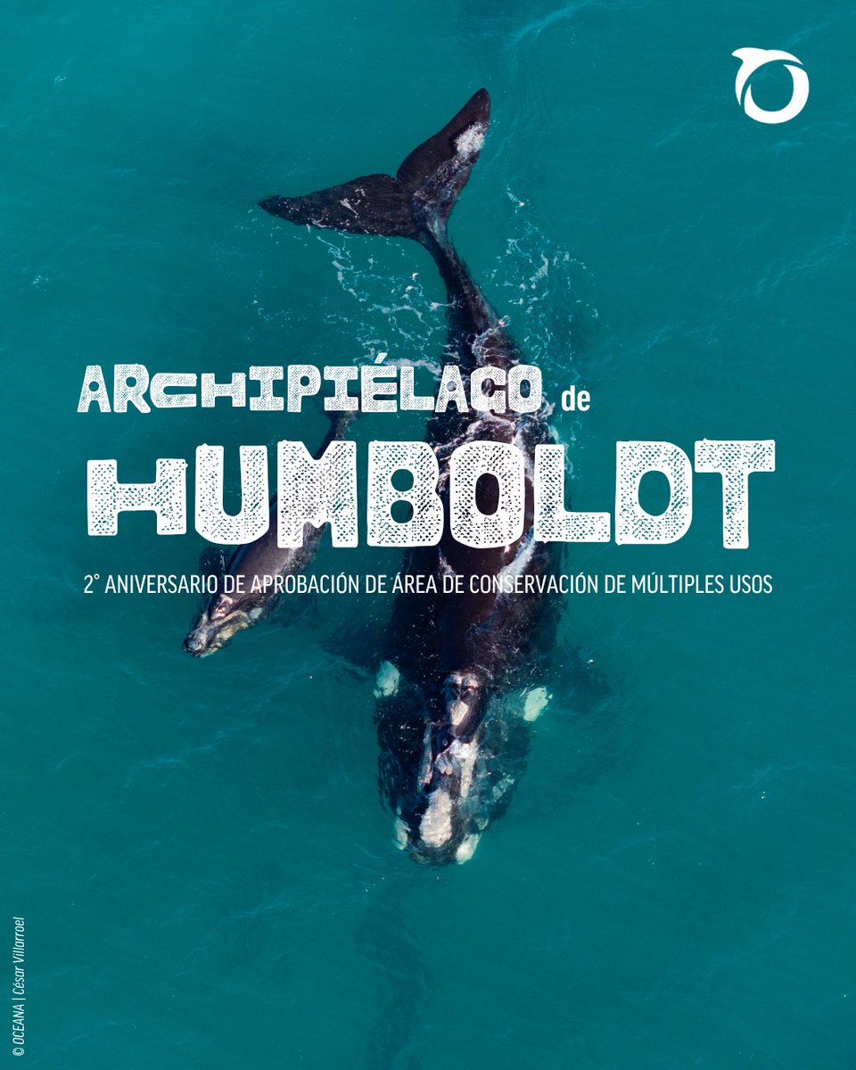 Hace dos años, Chile dio un paso histórico para proteger uno de los ecosistemas marinos más valiosos del planeta: se aprobó el Área de Conservación de Múltiples Usos Archipiélago de Humboldt. 

Este refugio único, hogar de Pingüinos de Humboldt, chungungos, ballenas y más de 560