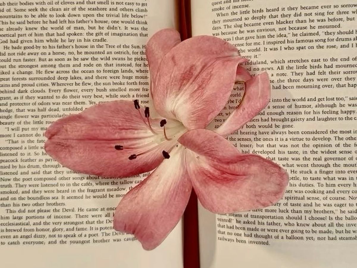 Lily ✮⋆˙ tweet media