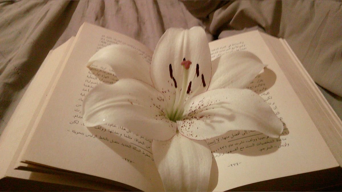 Lily ✮⋆˙ tweet media
