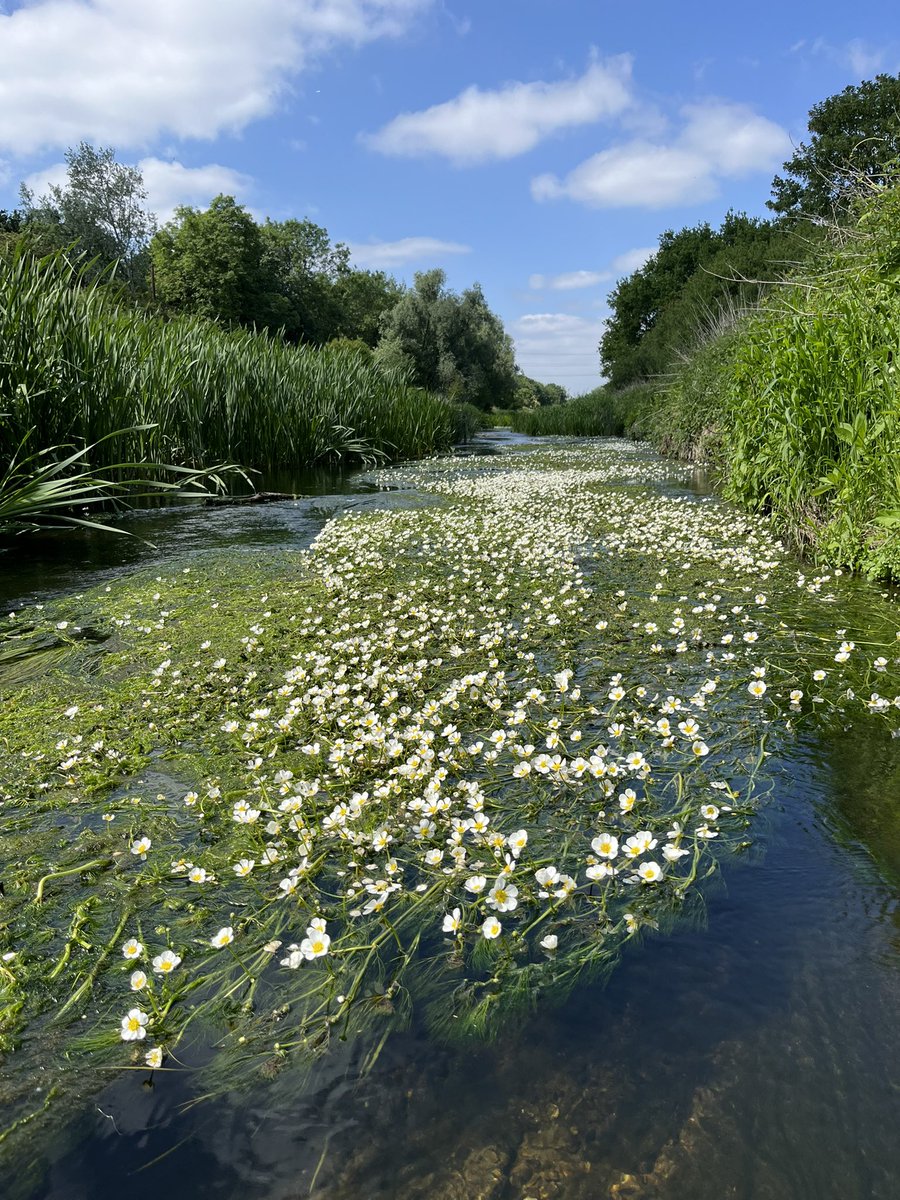 Paul Powlesland (@paulpowlesland) on Twitter photo Calling all river guardians!
With the global Rights of Rivers movement now taking off in the UK, i’m excited to share that <a href="/LawForNature/">Lawyers for Nature</a> are convening a National River Guardian Summit this autumn.
We would love as many River Guardians as possible to join us to learn, discuss & Calling all river guardians!
With the global Rights of Rivers movement now taking off in the UK, i’m excited to share that <a href="/LawForNature/">Lawyers for Nature</a> are convening a National River Guardian Summit this autumn.
We would love as many River Guardians as possible to join us to learn, discuss &