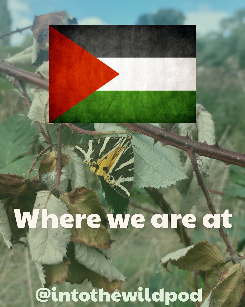 Into The Wild Podcast tweet media