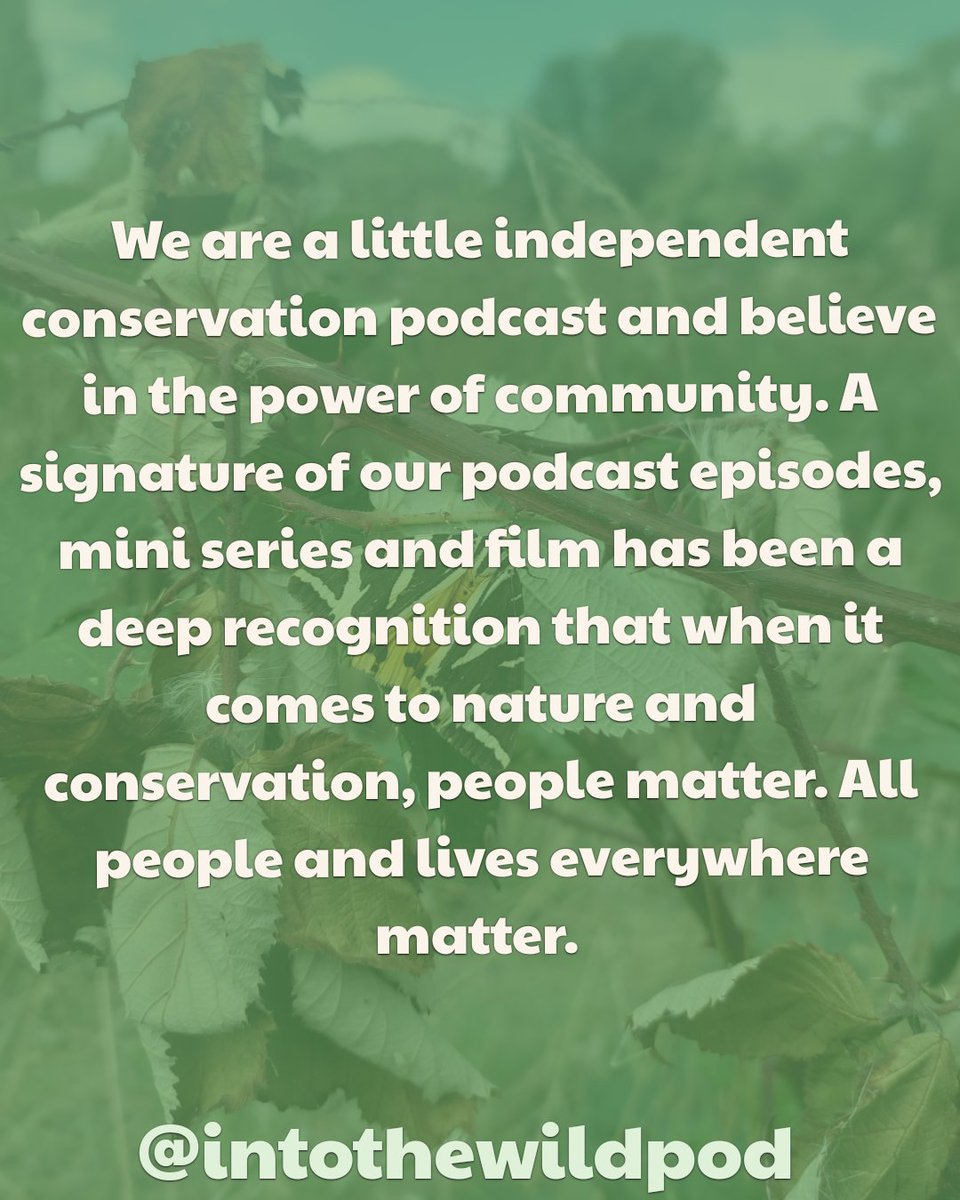 Into The Wild Podcast tweet media
