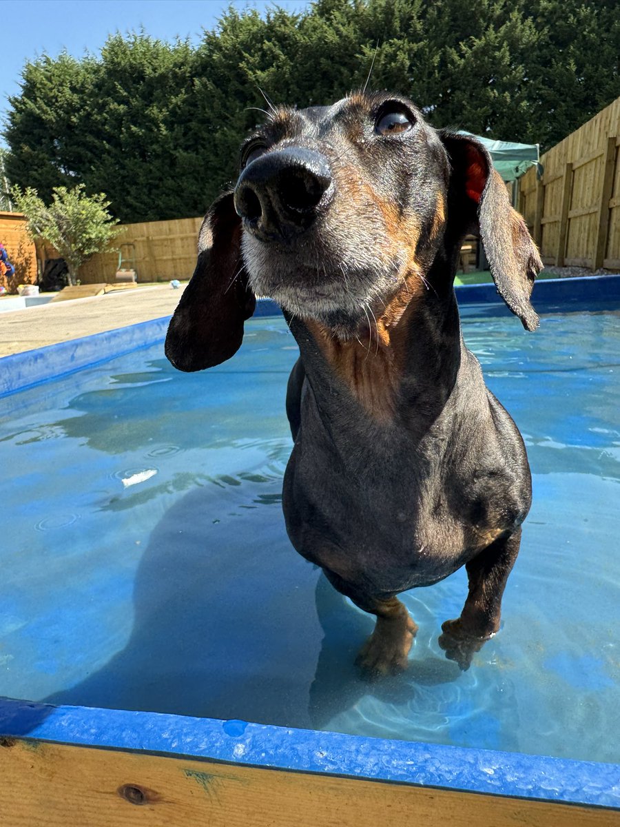 BarbAngel409's tweet photo. @NatashaMDay Thank you 🥰 This is Evie’s big sister, Frankie 😍 https://t.co/VwnXCHEOi7