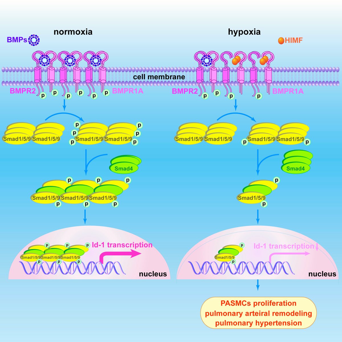 atvbahajournals's tweet photo. Hypoxia-induced mitogenic factor/RELM-β inhibits bone morphogenetic protein receptor 2 through its binding to BMPR1A  @MatmatRuiz
https://t.co/2BvFGP3Kwb https://t.co/hHdN5fcCNn