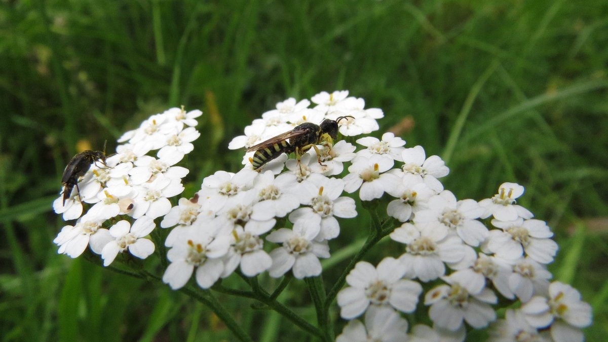 libelledirectb1's tweet image. #wasps #wasplove