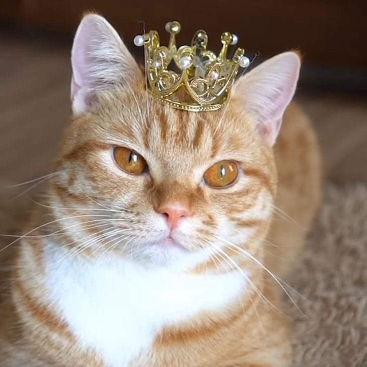 neruu2532481's tweet photo. 😺 https://t.co/1RmzU1jCqS