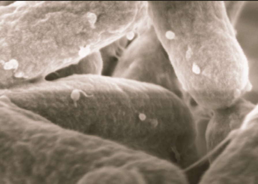 <a href="/virkinal/">Virginia Albarracin (#LaAlbarracineta)</a> La visita fue posible gracias al apoyo de una beca de la Secretaría de Ciencia, Arte y Tecnología (SECAT) de la UNCPBA <a href="/infoUNICEN/">Info UNCPBA</a>. En el CIME, Ana dispuso de la infraestructura y de laboratorio necesaria para avanzar en múltiples aspectos de su proyecto de investigación 👇