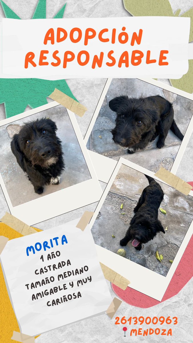RoooNoriega's tweet photo. #mendoza busca casita! Difundir https://t.co/KNOz9WV0nS