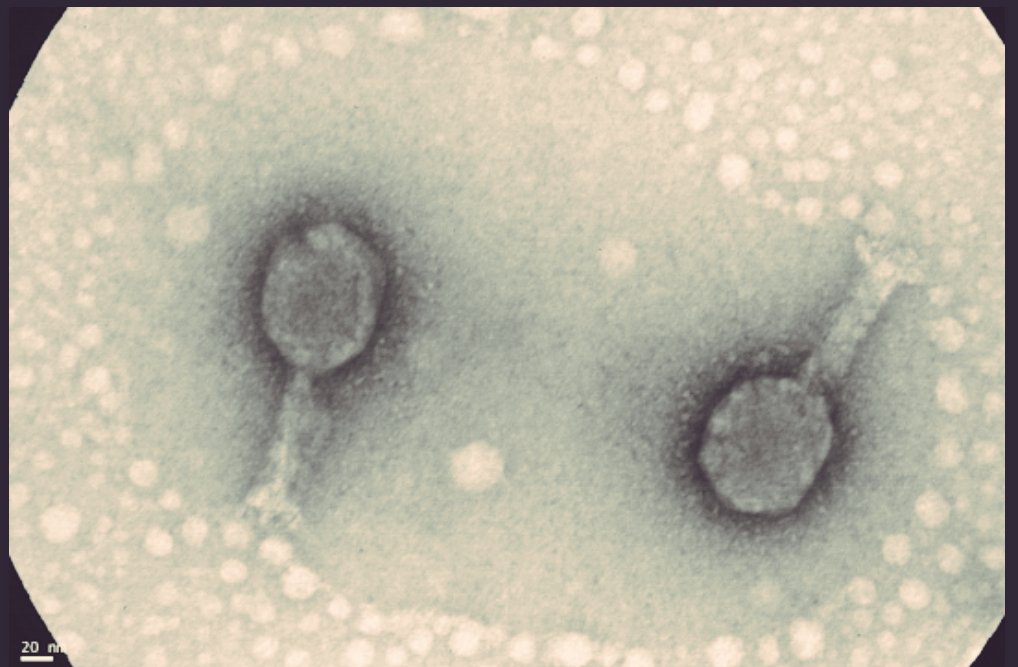 <a href="/virkinal/">Virginia Albarracin (#LaAlbarracineta)</a> <a href="/infoUNICEN/">Info UNCPBA</a> Está experiencia le permite a <a href="/Anaphage/">Ana Juarez</a> avanzar en la etapa final de su doctorado en Ciencia Animal, bajo la dirección de las investigadoras Paula Lucchesi y Alejandra Krüger.