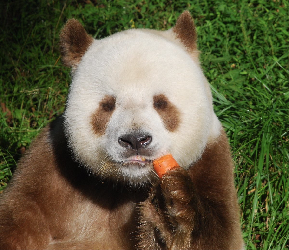We are going to visit the world’s only brown panda, “Qi Zai,” this weekend!  Don’t miss out on this amazing experience!
Sign-Up: mypandatours.com/collections/al…
“TOUR #176•Qi Zai the Brown Panda• Saturday 16 August, 9:30PM (Times in EDT)”