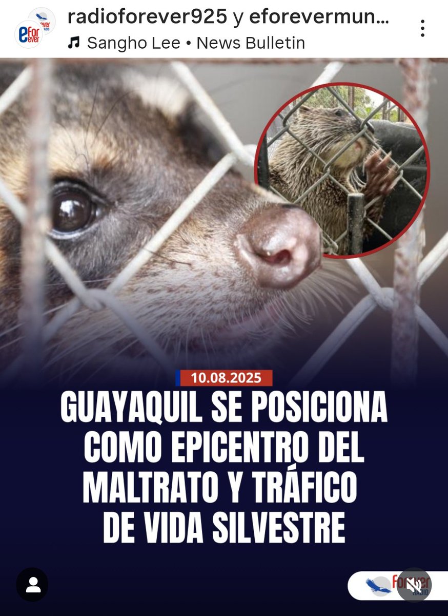 Guayaquil se ha convertido en centro de tráfico de vida silvestre, con redes criminales operando en la ciudad. El informe basado en datos de la fundación Proyecto Sacha y la clínica Mansión Mascota detalla q entre 2018 y 2022 se recibieron más d 3,200 animales de 171 especies.
🧵