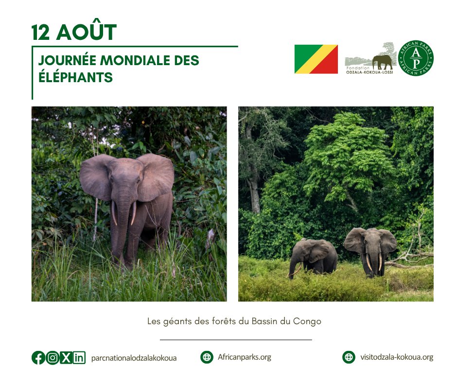 📊 Saviez-vous qu’on estime à 7 500 le nombre d’éléphants vivant dans le Parc National d'Odzala-Kokoua ?
<a href="/AfricanParks/">African Parks</a>  #JournéeMondiale #elephants #parcnationalodzalakokoua  #bassinducongo #Conservation #Afrique #Biodiversité
Credits photos 📷: Irene Galera &amp; <a href="/atacamaphoto/">Alberto Teixido</a>