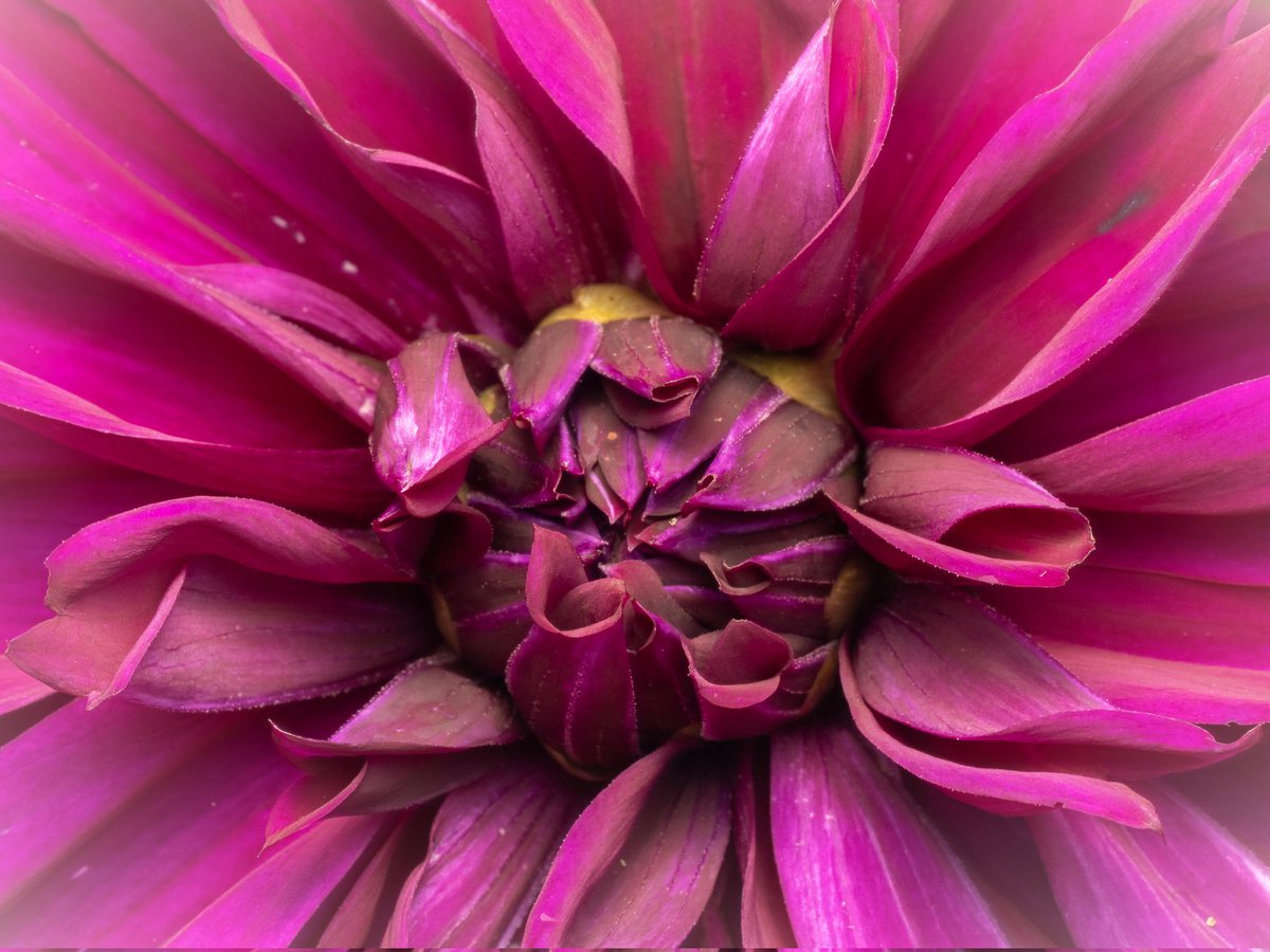 barrybarfly's tweet photo. Collection of images from recent visits to @Ness_Gardens with an OM System OM-5 and a Zeiss 60mm macro lens https://t.co/q5iJspwQYX