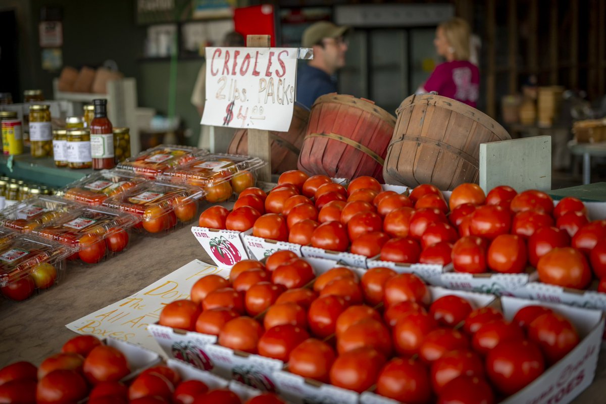 SeePlaquemines's tweet photo. It’s still Creole tomato time in Plaquemines Parish! 🍅 Stop by one of our local farm stands for fresh veggies, sweet fruit and more! 

#shoplocal #freshproduce #plaqueminesparish https://t.co/lbZvKJ319e