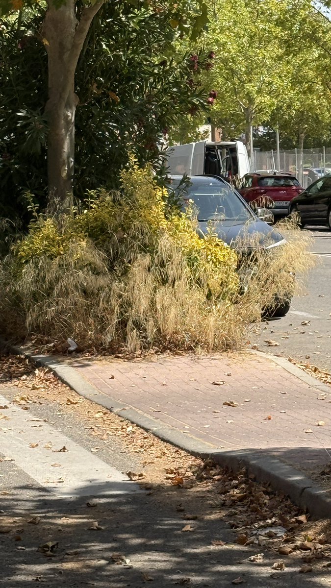 ¿Cuando el Ayuntamiento de <a href="/MADRID/">Ayuntamiento Madrid</a> va a limpiar la mediana de la Calle Mirador de la Reina entre los números 1 y 99 de Madrid 28035?
La última vez fue el verano pasado….
Gracias anticipadas por hacerlo🤗