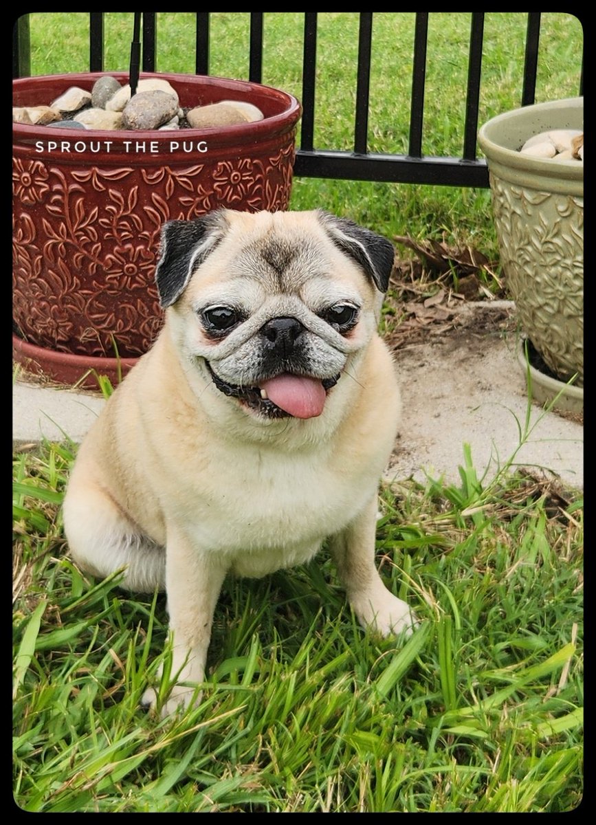 Sprout here! 

Happy Monday y'all! ❤️

#puglife #summertime #seniorpugsrule #mondays