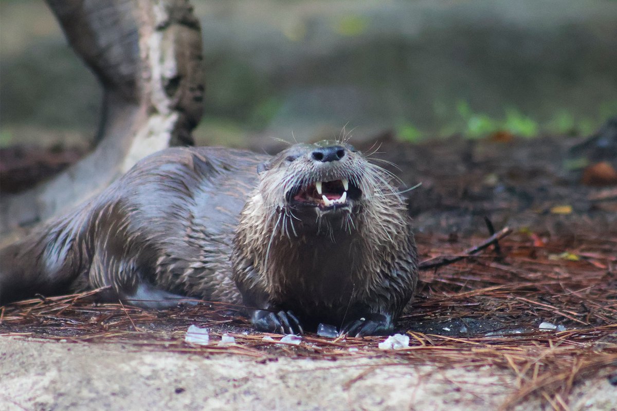 Benji is practicing his smile for Picture Day 😁