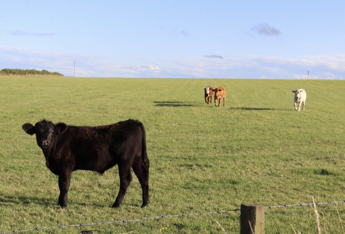 Alberta Farmers Gain Flexibility to Salvage Crops for Feed Under Adjusted Low Yield Allowance: beefweb.com/alberta-farmer…